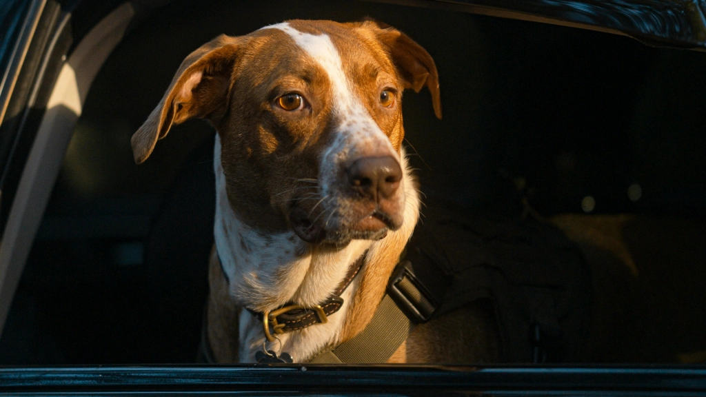 Perro viajando en auto, Pexels