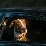 Viajar con animales este verano: lo que debes considerar para el bienestar de perros y gatos