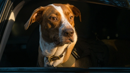 Viajar con animales este verano: lo que debes considerar para el bienestar de perros y gatos