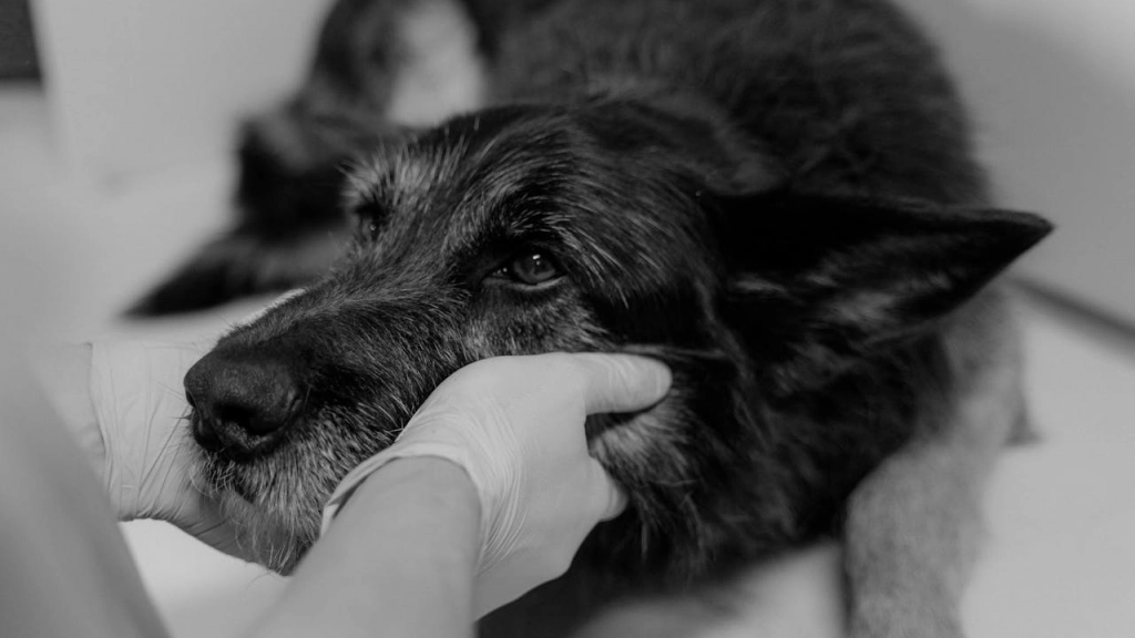 Perro, Miroshnichenko en Pexels