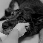 Cómo proteger a los animales en las zonas afectadas por los incendios