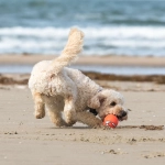 Vacaciones: Recomendaciones para salir con tus animales