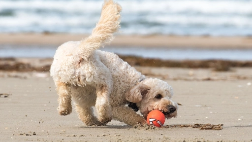 Vacaciones: Recomendaciones para salir con tus animales 