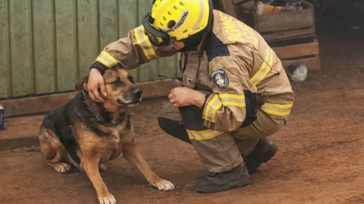 Incendios: Bomberos hace un llamado a no dejar a los animales amarrados