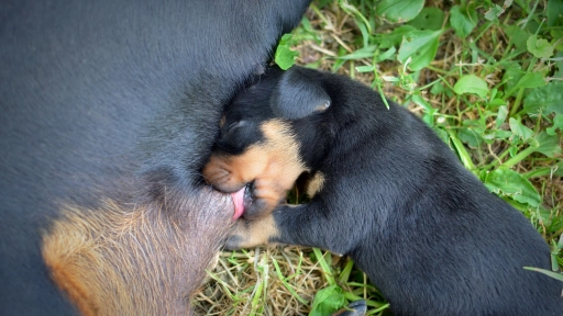 Experto explica cómo eliminar pulgas y garrapatas en cachorros recién nacidos
