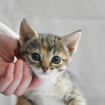 Causas animalistas crecen más de un 1.200% según plataforma digital chilena