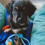 Este sábado se realizará jornada de adopción de perros y gatos en Viña del Mar