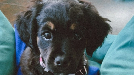 Este sábado se realizará jornada de adopción de perros y gatos en Viña del Mar