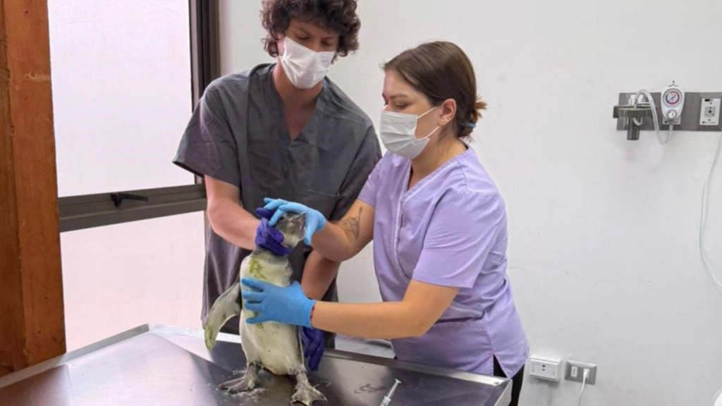 Pingüinos fueron atendidos en el Hospital veterinario UNAB, UNAB