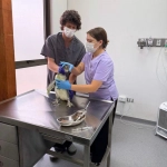 Dos pingüinos fueron atendidos en el Hospital veterinario UNAB en Concepción