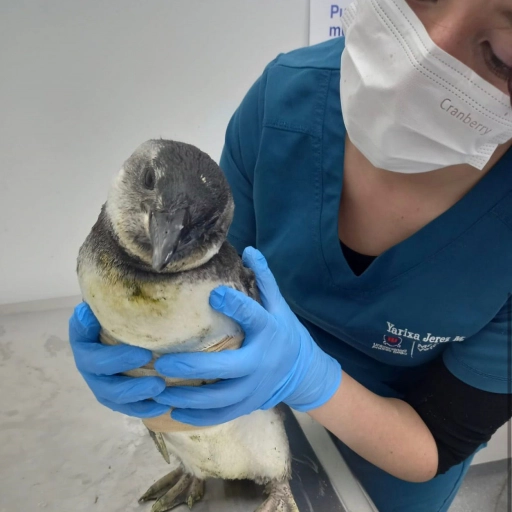 Atención pingüinos / UNAB