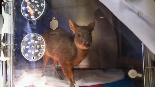 Ministra de Agricultura visita el Centro ANDES-UdeC para monitorear el estado de la fauna silvestre afectada por los incendios forestales