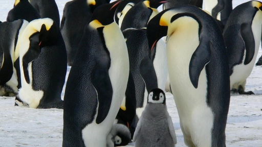 Día de la Concientización por los Pingüinos: El sur global enfrenta señales claras de la crisis climática en los océanos