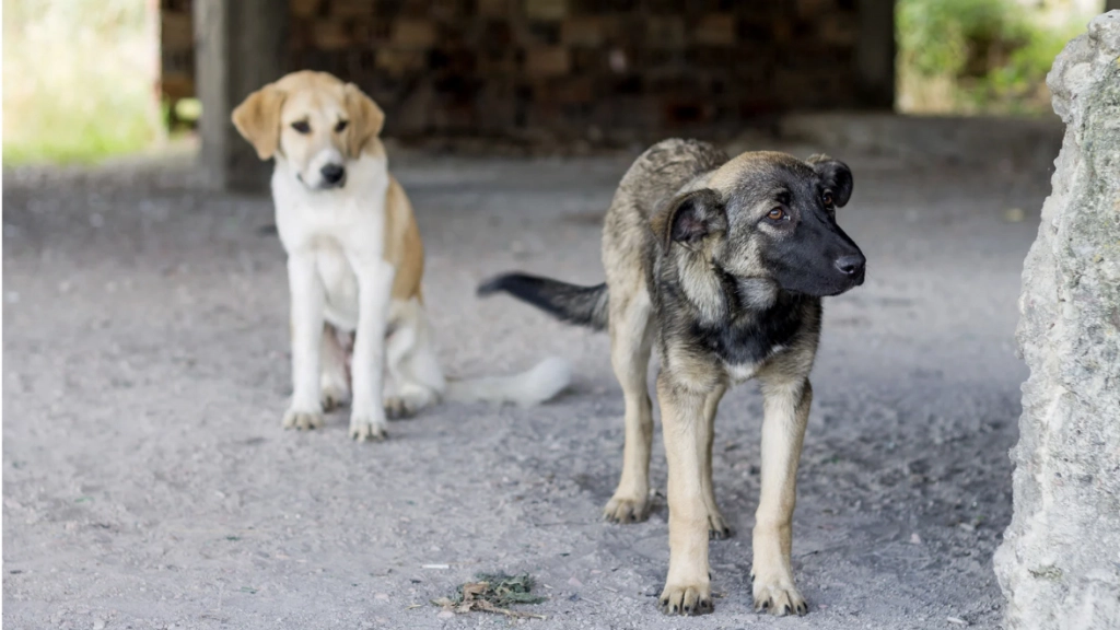Perros abandonados, Chile Mestizo
