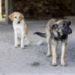 Fintech nacional y Chile Mestizo suman fuerzas: Lanzan el primer fondo con foco social para mejorar la vida de perros rescatados