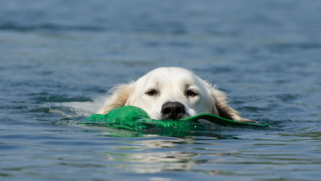 Perro vacaciones, Pixabay