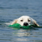 Checklist de verano para perros y gatos: Lo indispensable antes de salir de casa