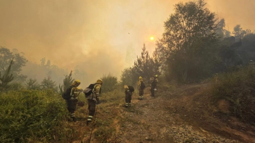CONAF  despliega importante contingente humano en Ñuble, Biobío y La Araucanía