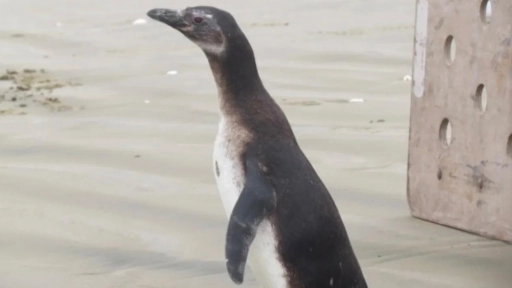 Liberan pingüino en Playa Los Choros