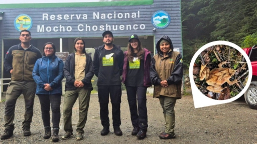 Encuentran por primera vez a la ranita de Darwin en la Reserva Nacional Mocho Choshuenco
