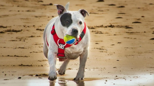 Vacaciones ¿Se puede ir con perros a la playa en Chile?