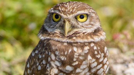 Recomendaciones SAG ante emergencia por incendios forestales