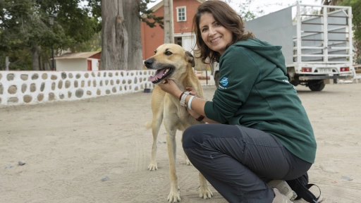 Lanzan programa de bienestar para perros y gatos en comunidades olvidadas de zonas remotas de la Región de Coquimbo