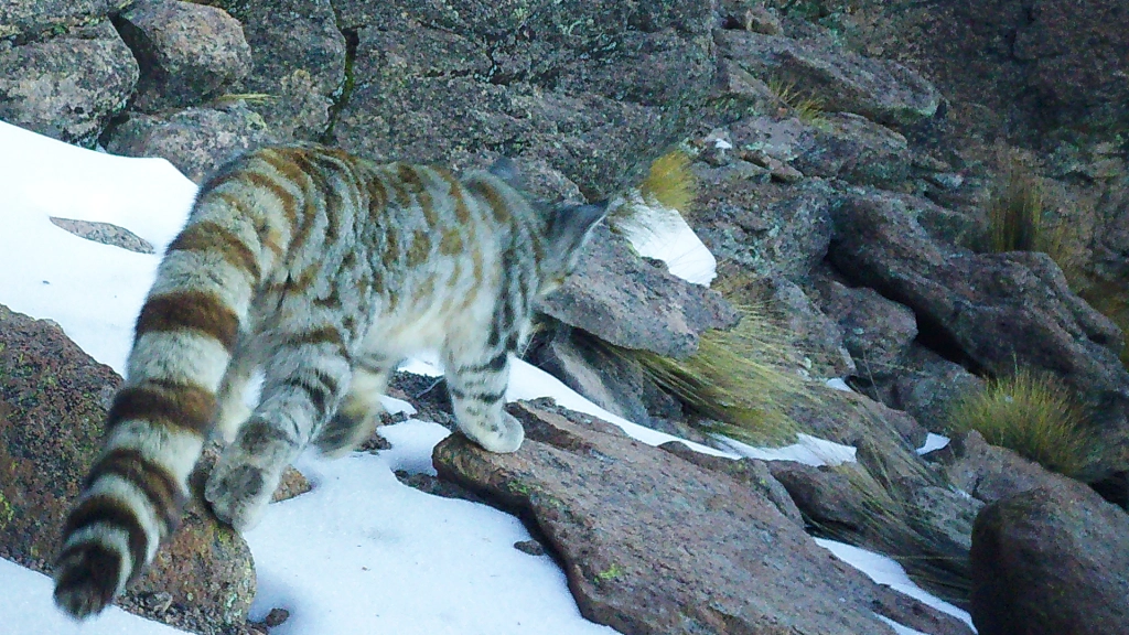 Gato andino, CONAF