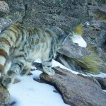 Histórico registro del gato andino en Parque Nacional Volcán Isluga