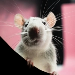 Unión Europea prohíbe las pruebas de seguridad en animales para detergentes