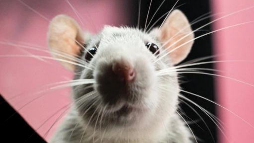 Unión Europea prohíbe las pruebas de seguridad en animales para detergentes