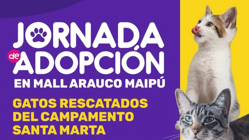Jornada de adopción, Municipalidad de Maipú
