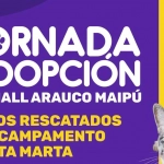 Jornada de adopción de gatos en mall Arauco Maipú