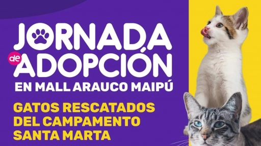 Jornada de adopción de gatos en mall Arauco Maipú