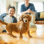 Perros y gatos: Cómo ayudar a los animales a enfrentar el fin de las vacaciones