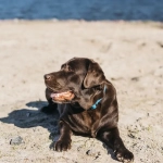 Bienestar animal en verano: Claves para proteger a los animales durante el calor y los viajes