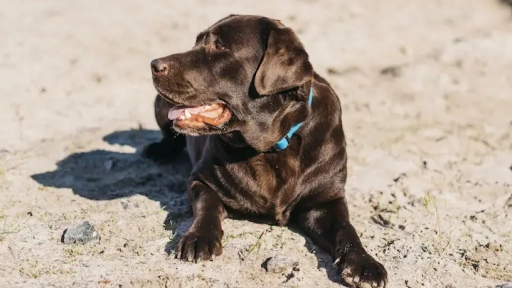 Bienestar animal en verano: Claves para proteger a los animales durante el calor y los viajes