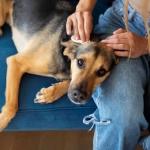 Crema para tratar quemaduras por incendios en perros y gatos