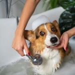 Verano: Los perros deberían ser bañados cada quince días