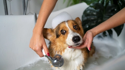 Verano: Los perros deberían ser bañados cada quince días