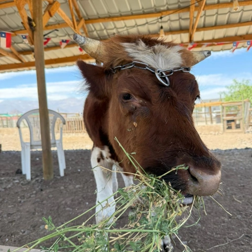 Ternero / Santuario Empatía