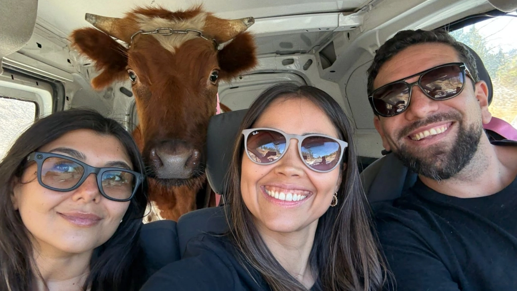 Rescate ternero, @catavegan