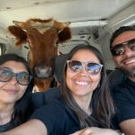 Rescatan en Melipilla a novillo usado para prácticas de rodeo y a ocho perros maltratados: tres galgos estaban fracturados