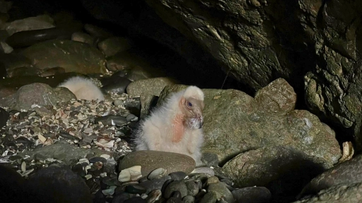 Antofagasta: Nacen nuevas aves en el Monumento Natural La Portada
