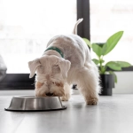 Presentan trocitos de carne en salsa para perros y gatos