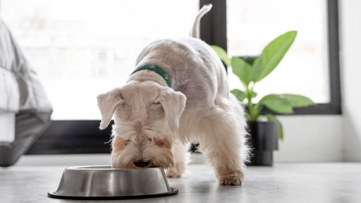 Presentan trocitos de carne en salsa para perros y gatos 