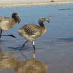 Registran importante número de polluelos de flamenco en el humedal salar de Maricunga