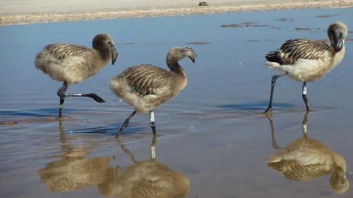 Registran importante número de polluelos de flamenco en el humedal salar de Maricunga