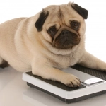 Obesidad: La otra pandemia en perros y gatos en Chile