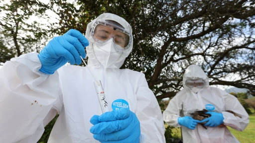 SAG confirma un caso de influenza aviar H5N1 en aves de traspatio de la Región Metropolitana